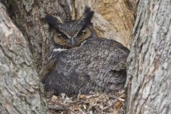 Great Horned Owl, Bubo virginianus