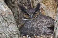 Great Horned Owl, Bubo virginianus