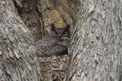 Great Horned Owl, Bubo virginianus