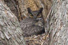 Great Horned Owl, Bubo virginianus