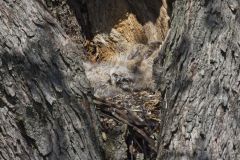 Great Horned Owl, Bubo virginianus