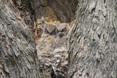 Great Horned Owl, Bubo virginianus