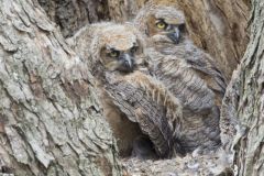 Great Horned Owl, Bubo virginianus