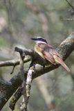 Great Kiskadee, Pitangus sulphuratus