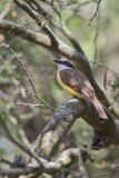 Great Kiskadee, Pitangus sulphuratus