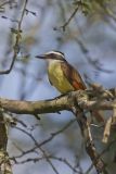 Great Kiskadee, Pitangus sulphuratus