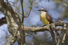 Great Kiskadee, Pitangus sulphuratus