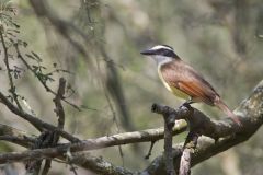 Great Kiskadee, Pitangus sulphuratus