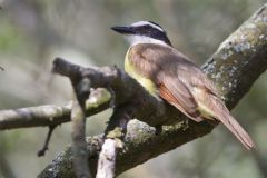 Great Kiskadee, Pitangus sulphuratus