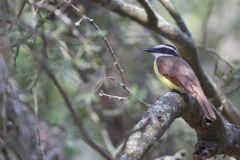 Great Kiskadee, Pitangus sulphuratus