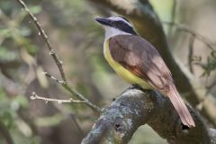 Great Kiskadee, Pitangus sulphuratus