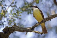 Great Kiskadee, Pitangus sulphuratus