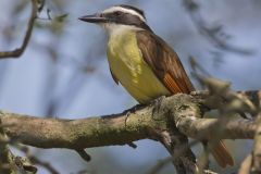 Great Kiskadee, Pitangus sulphuratus
