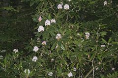 Great Laurel