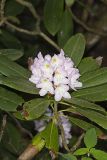 Great Laurel, Rhododendron maximum