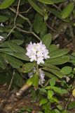 Great Laurel, Rhododendron maximum