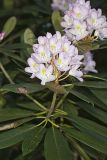 Great Laurel, Rhododendron maximum