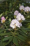 Great Laurel, Rhododendron maximum