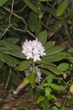 Great Laurel, Rhododendron maximum