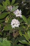 Great Laurel, Rhododendron maximum