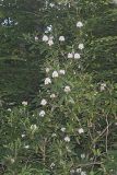 Great Laurel, Rhododendron maximum