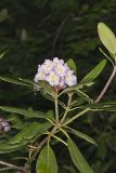 Great Laurel, Rhododendron maximum