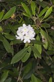 Great Laurel, Rhododendron maximum