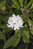 Great Laurel, Rhododendron maximum