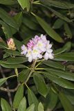 Great Laurel, Rhododendron maximum