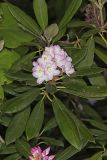 Great Laurel, Rhododendron maximum