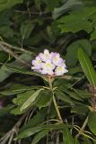 Great Laurel, Rhododendron maximum