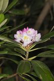 Great Laurel, Rhododendron maximum