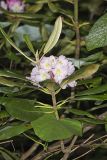 Great Laurel, Rhododendron maximum