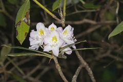 Great Laurel, Rhododendron maximum
