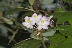 Great Laurel, Rhododendron maximum