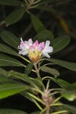 Great Laurel, Rhododendron maximum