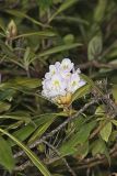 Great Laurel, Rhododendron maximum