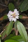 Great Laurel, Rhododendron maximum