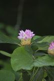 Great Laurel, Rhododendron maximum