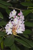 Great Laurel, Rhododendron maximum