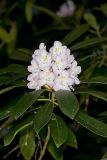 Great Laurel, Rhododendron maximum