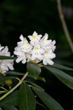 Great Laurel, Rhododendron maximum