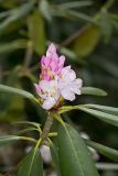 Great Laurel, Rhododendron maximum