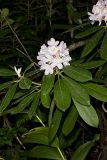 Great Laurel, Rhododendron maximum