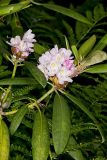 Great Laurel, Rhododendron maximum