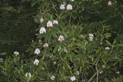 Great Laurel, Rhododendron maximum