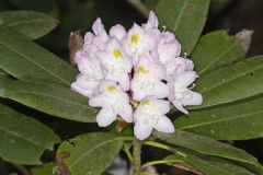 Great Laurel, Rhododendron maximum