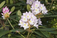 Great Laurel, Rhododendron maximum