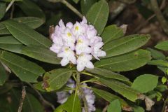 Great Laurel, Rhododendron maximum