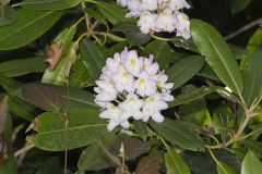 Great Laurel, Rhododendron maximum